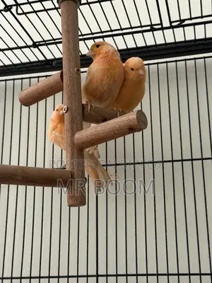 Canary Bird for Sell