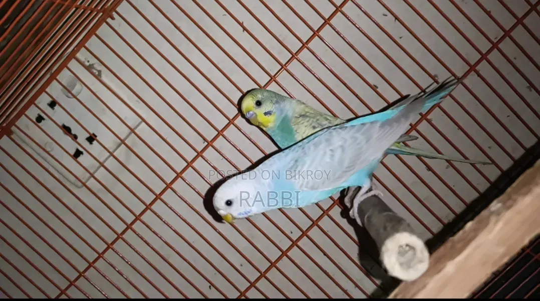 Budgerigar Bird