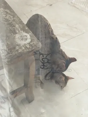 1+ Year Female Purebred Bengal