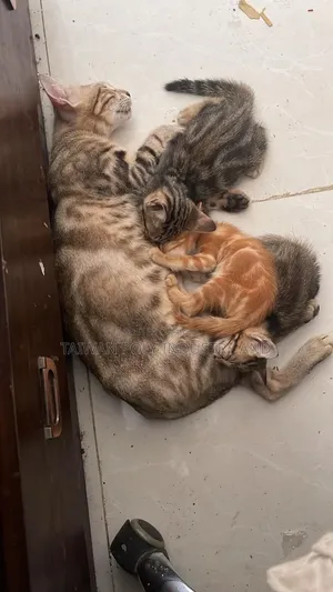1+ Year Female Purebred Bengal