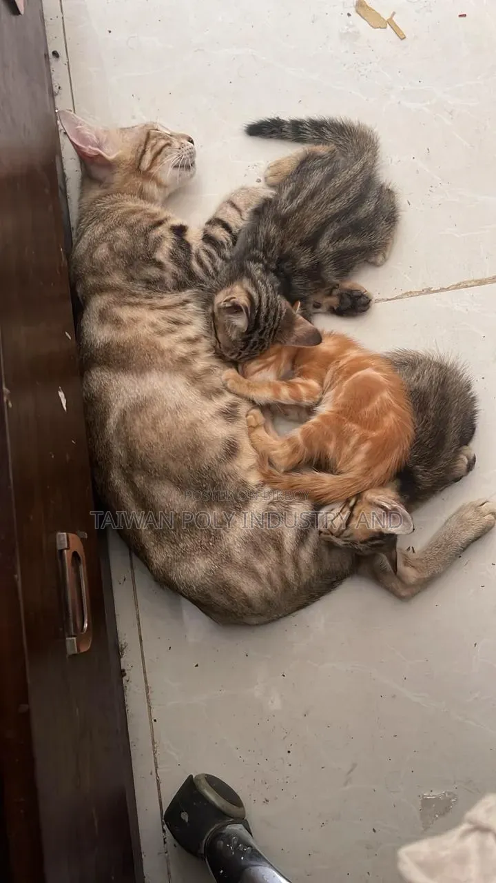 1+ Year Female Purebred Bengal