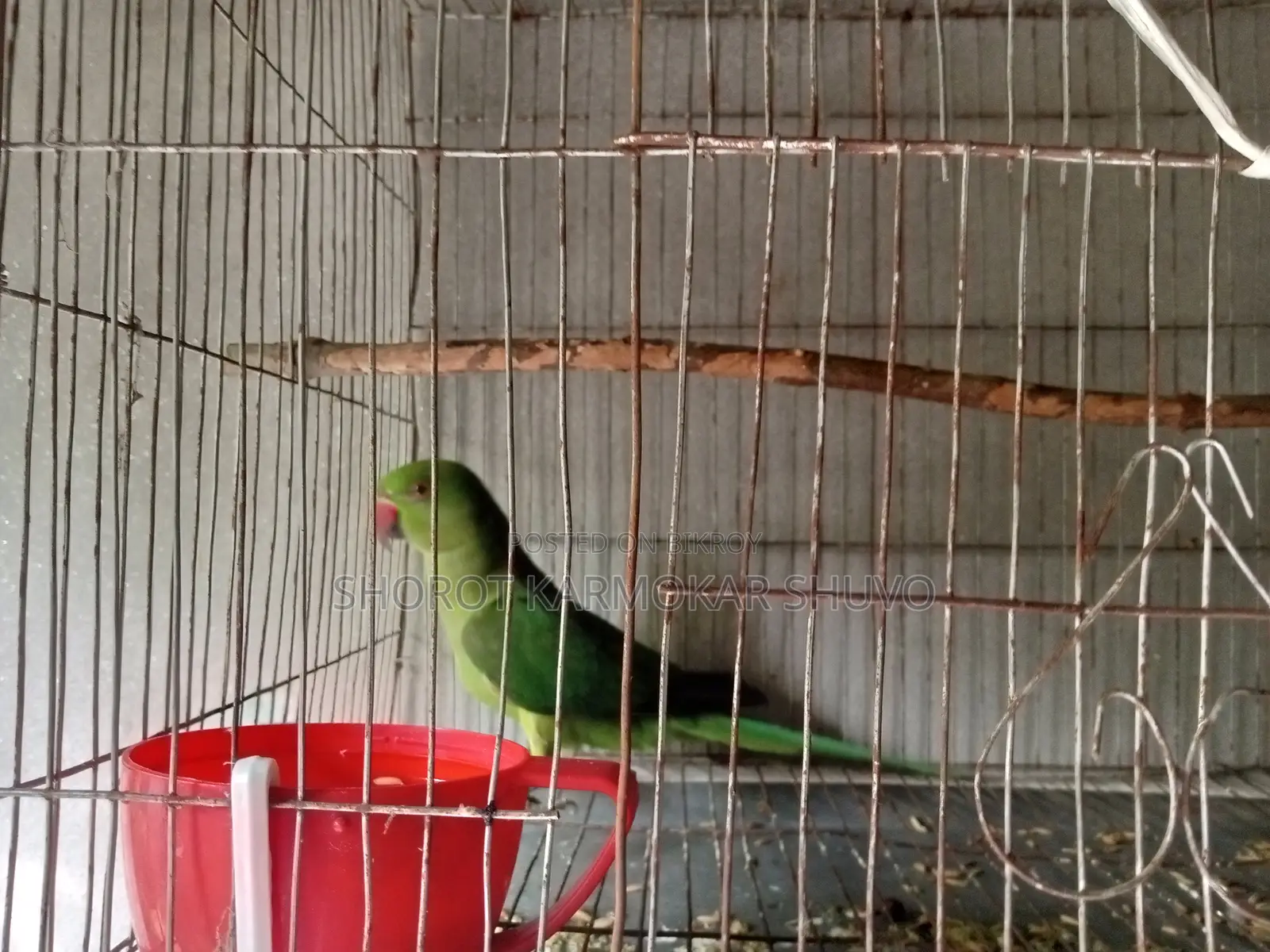 Indian Ringneck Parakeet for sale with cage at a low price.