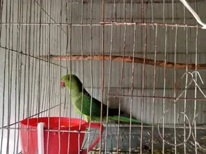 Indian Ringneck Parakeet for sale with cage at a low price.