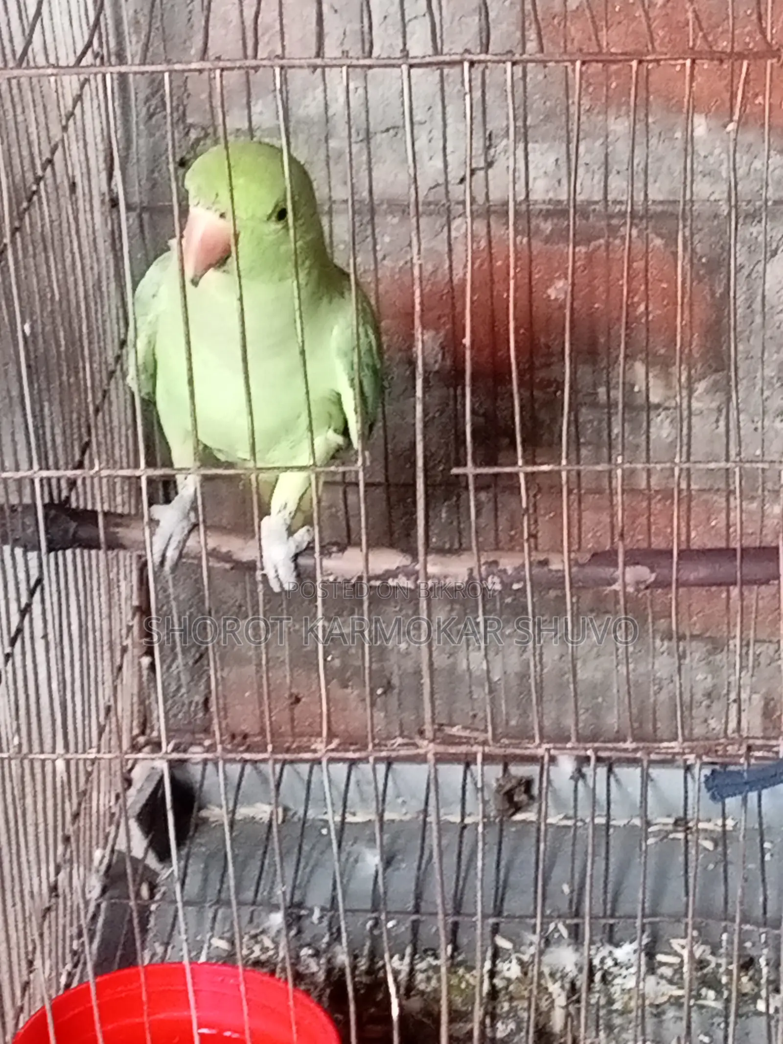 Indian Ringneck Parakeet for sale with cage at a low price.