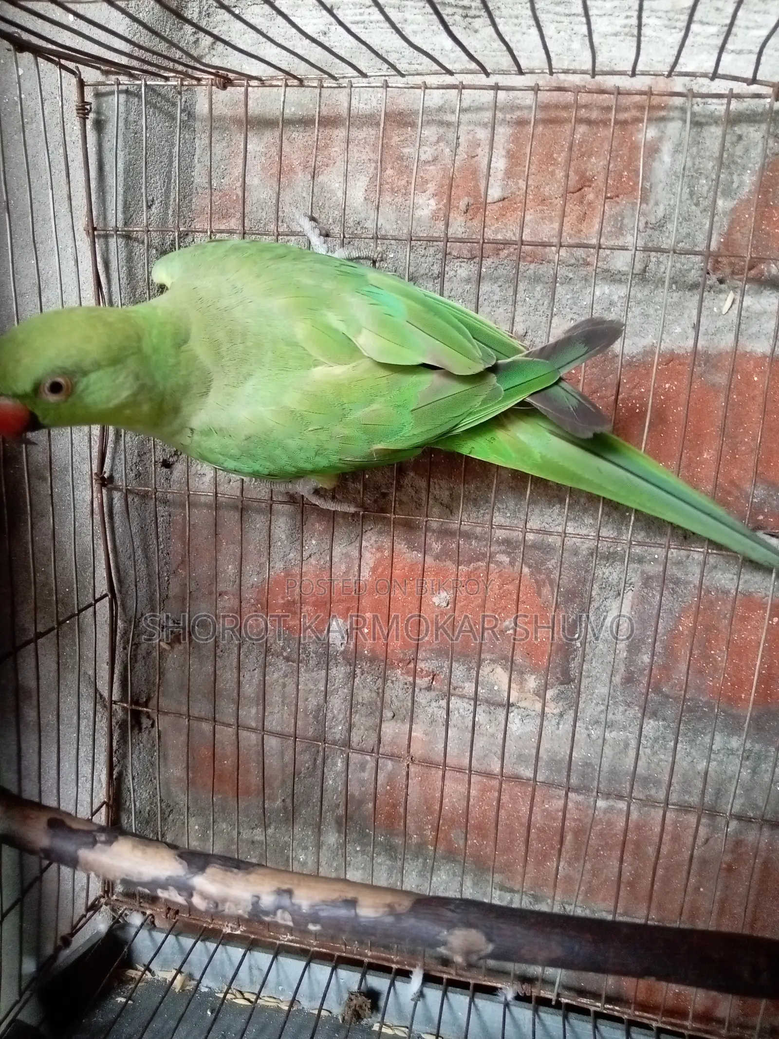 Indian Ringneck Parakeet for sale with cage at a low price.