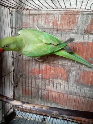 Indian Ringneck Parakeet for sale with cage at a low price.