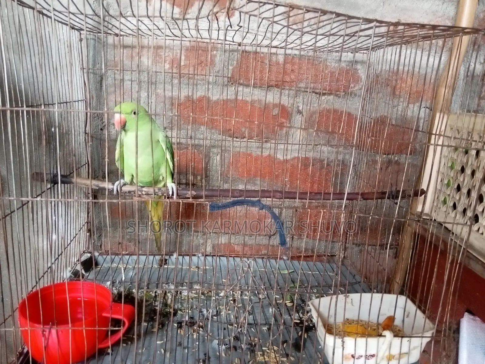 Indian Ringneck Parakeet for sale with cage at a low price.
