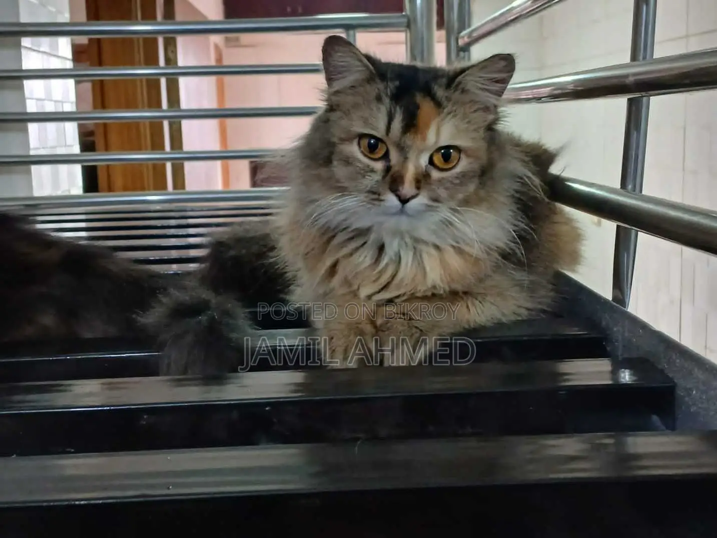 1+ Year Female Purebred Persian