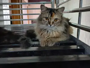 1+ Year Female Purebred Persian