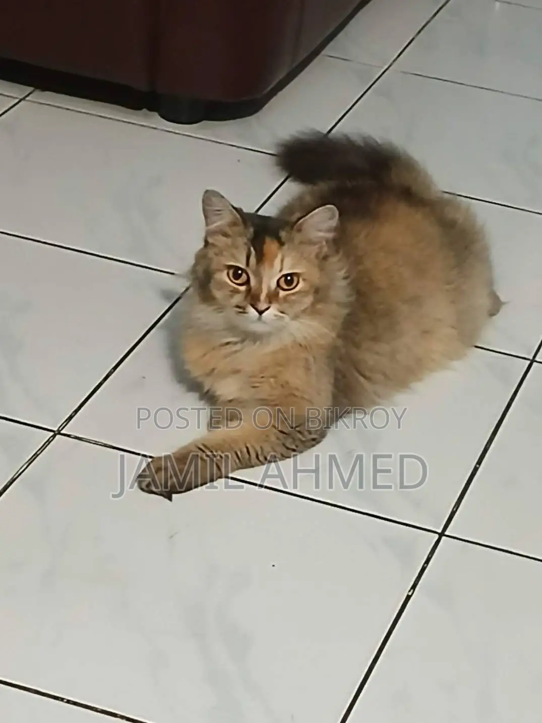 1+ Year Female Purebred Persian