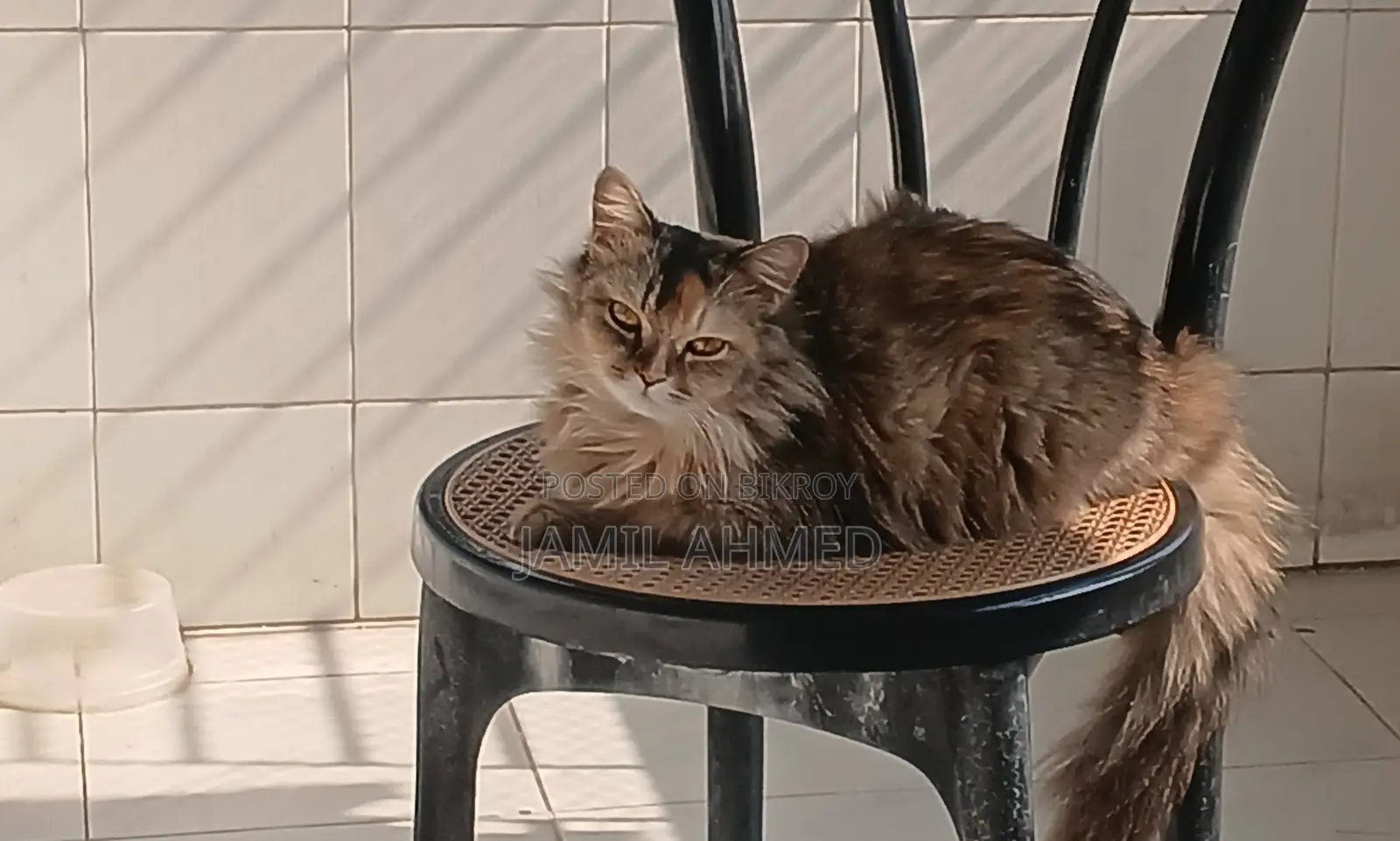 1+ Year Female Purebred Persian