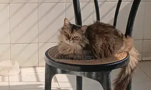 1+ Year Female Purebred Persian