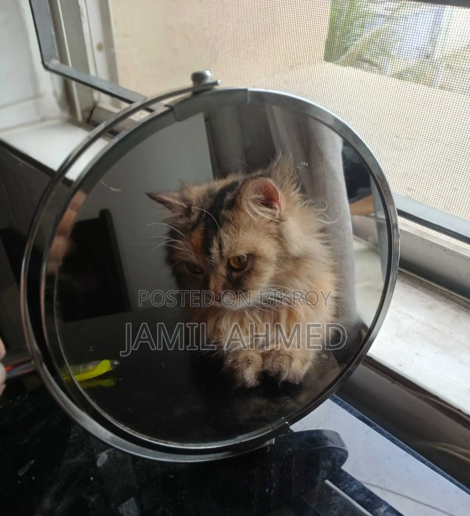 1+ Year Female Purebred Persian
