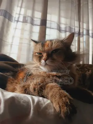 1+ Year Female Purebred Persian