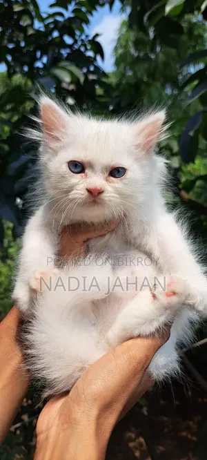 1-3 Months Female Purebred Persian