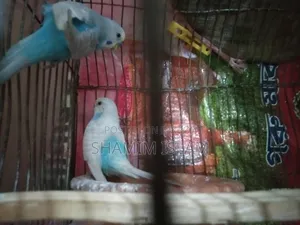 Budgie birds with chicks