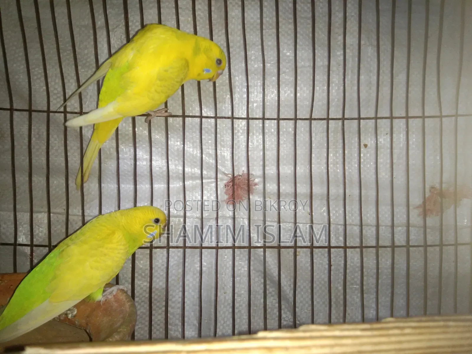 Budgie birds with chicks