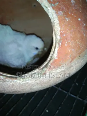 Budgie birds with chicks