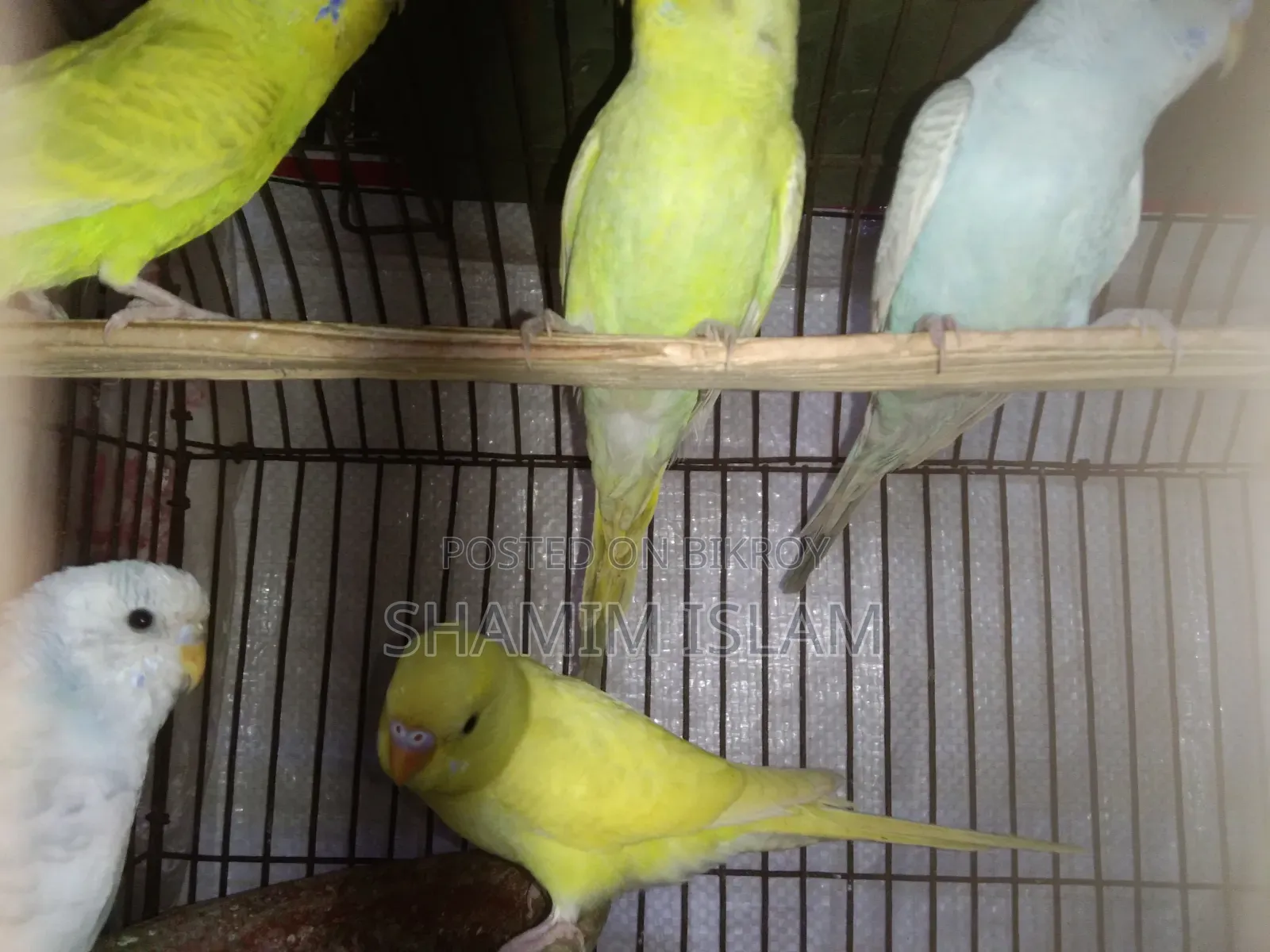 Budgie birds with chicks
