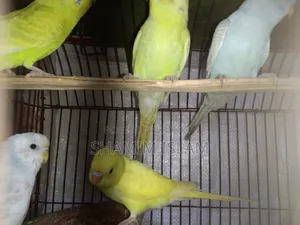 Budgie birds with chicks