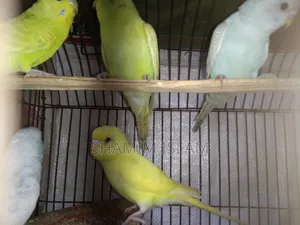 Budgie birds with chicks