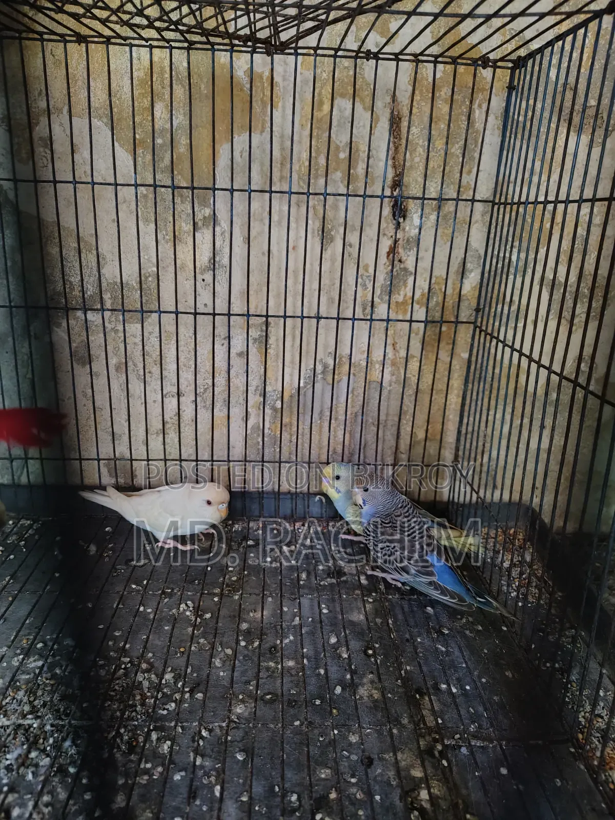 Bird for sale