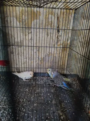 Bird for sale