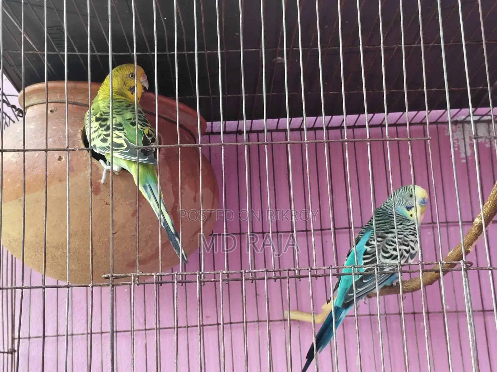 A pair of running Budgerigar birds