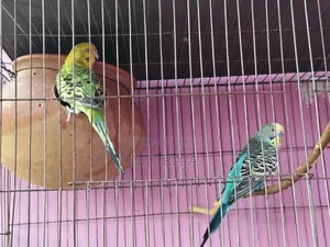 A pair of running Budgerigar birds