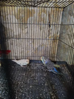 Bird for sale
