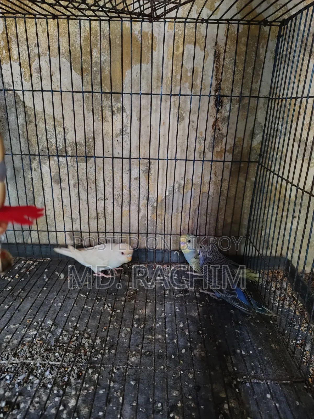 Bird for sale