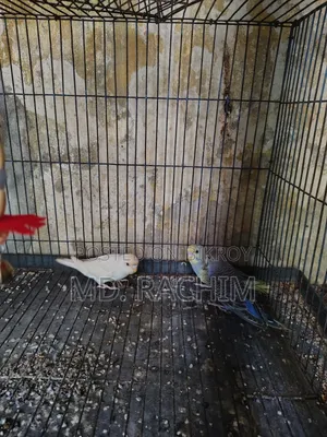Bird for sale