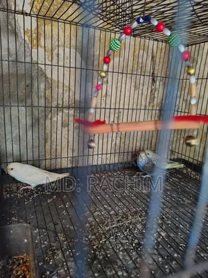 Bird for sale