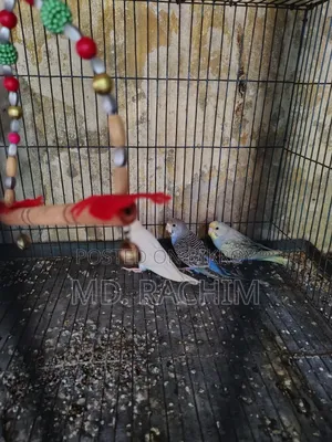 Bird for sale