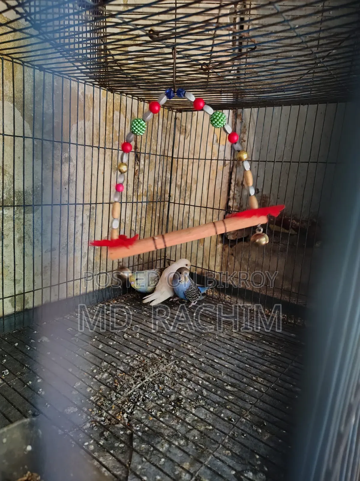 Bird for sale