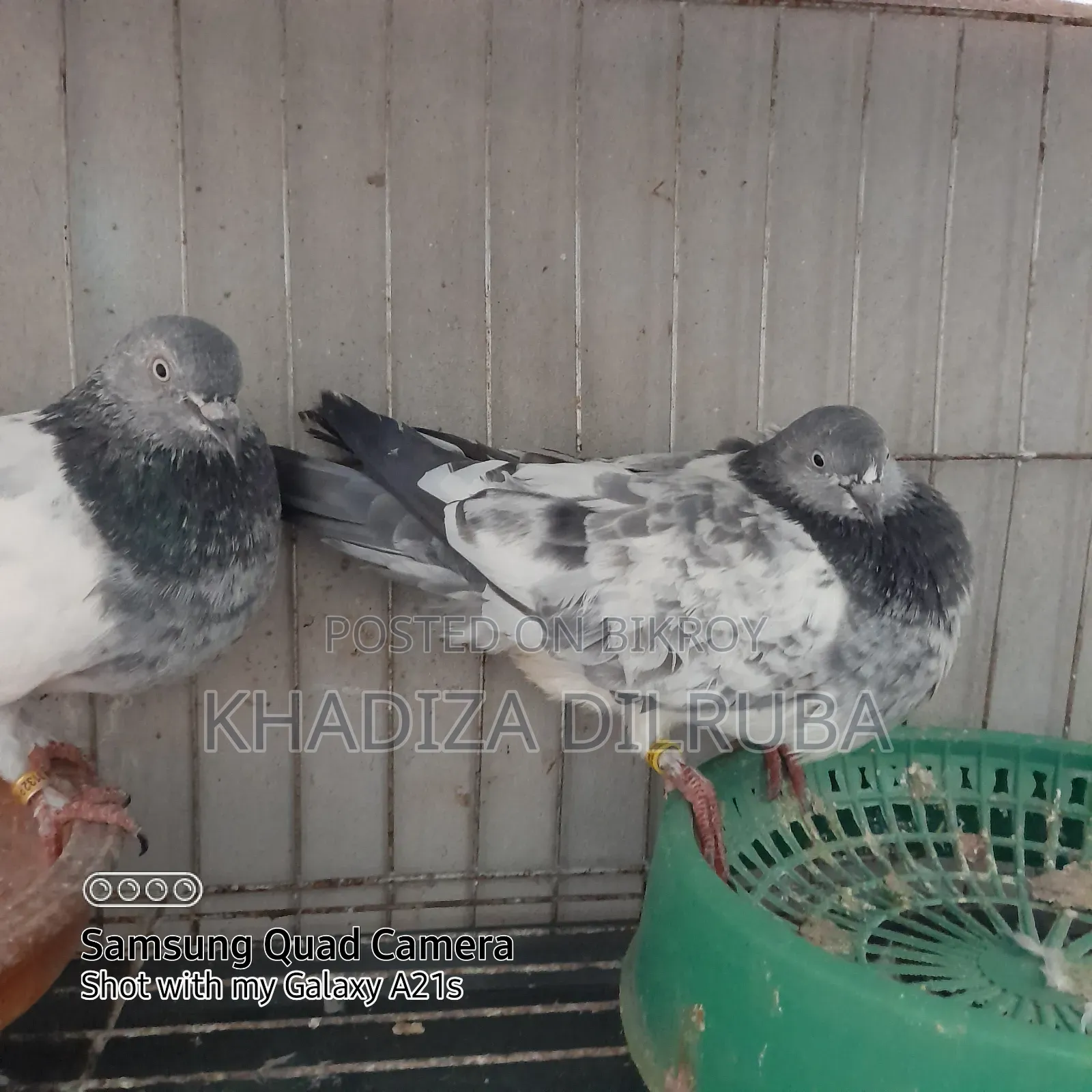 Original Giribaz Pigeon
