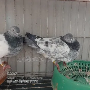 Original Giribaz Pigeon