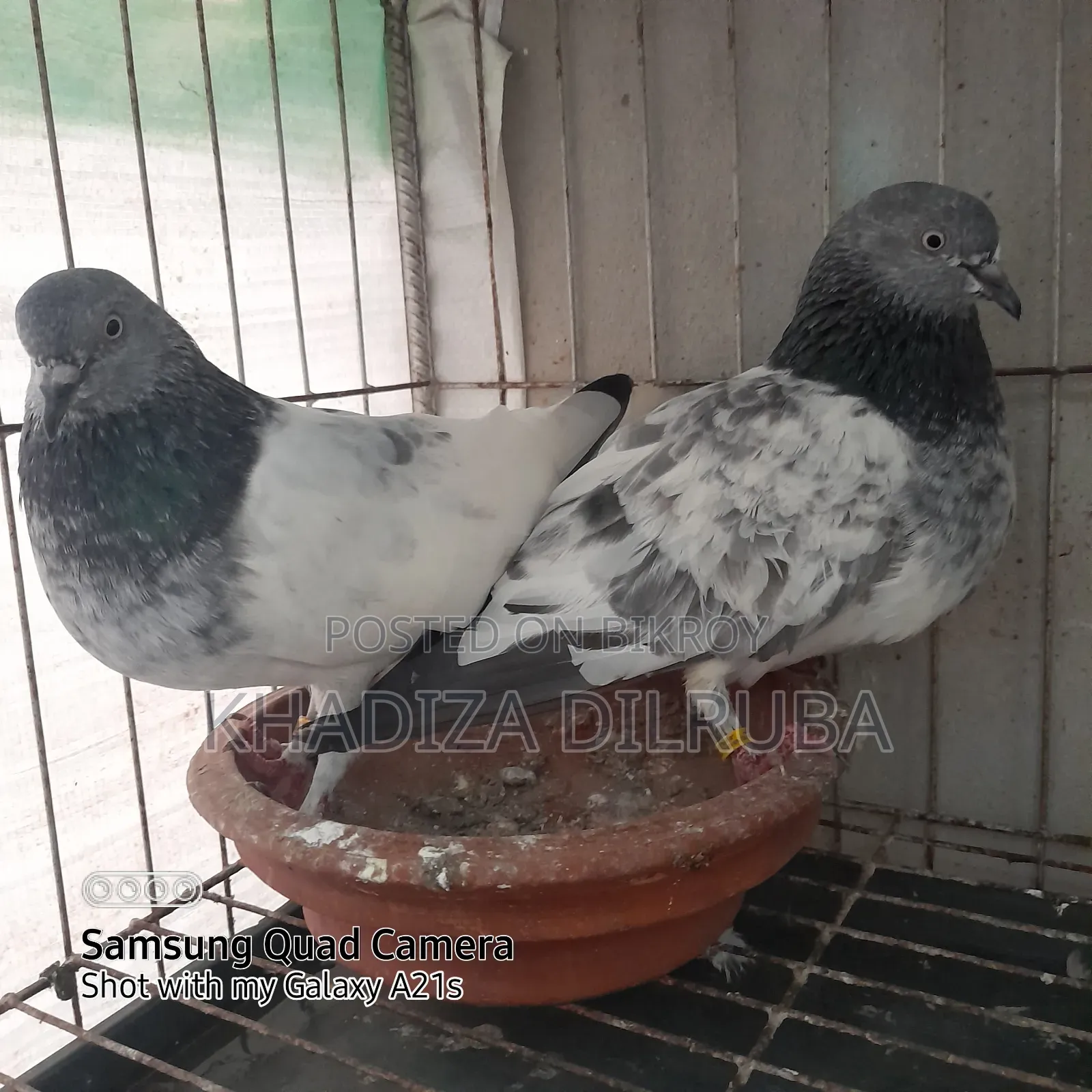 Original Giribaz Pigeon