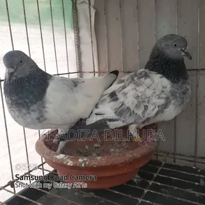 Original Giribaz Pigeon