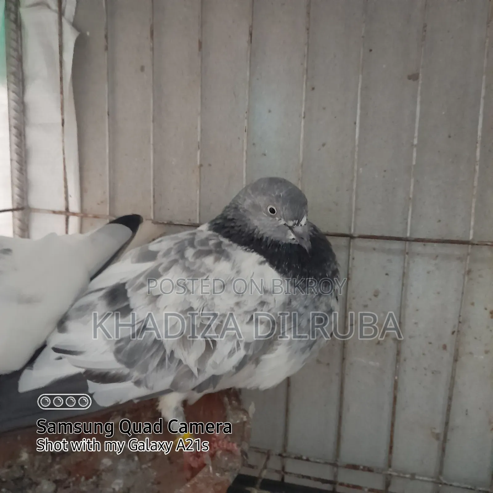 Original Giribaz Pigeon