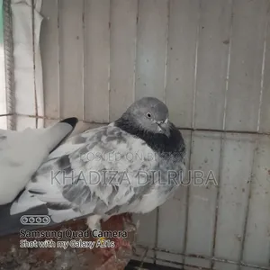 Original Giribaz Pigeon