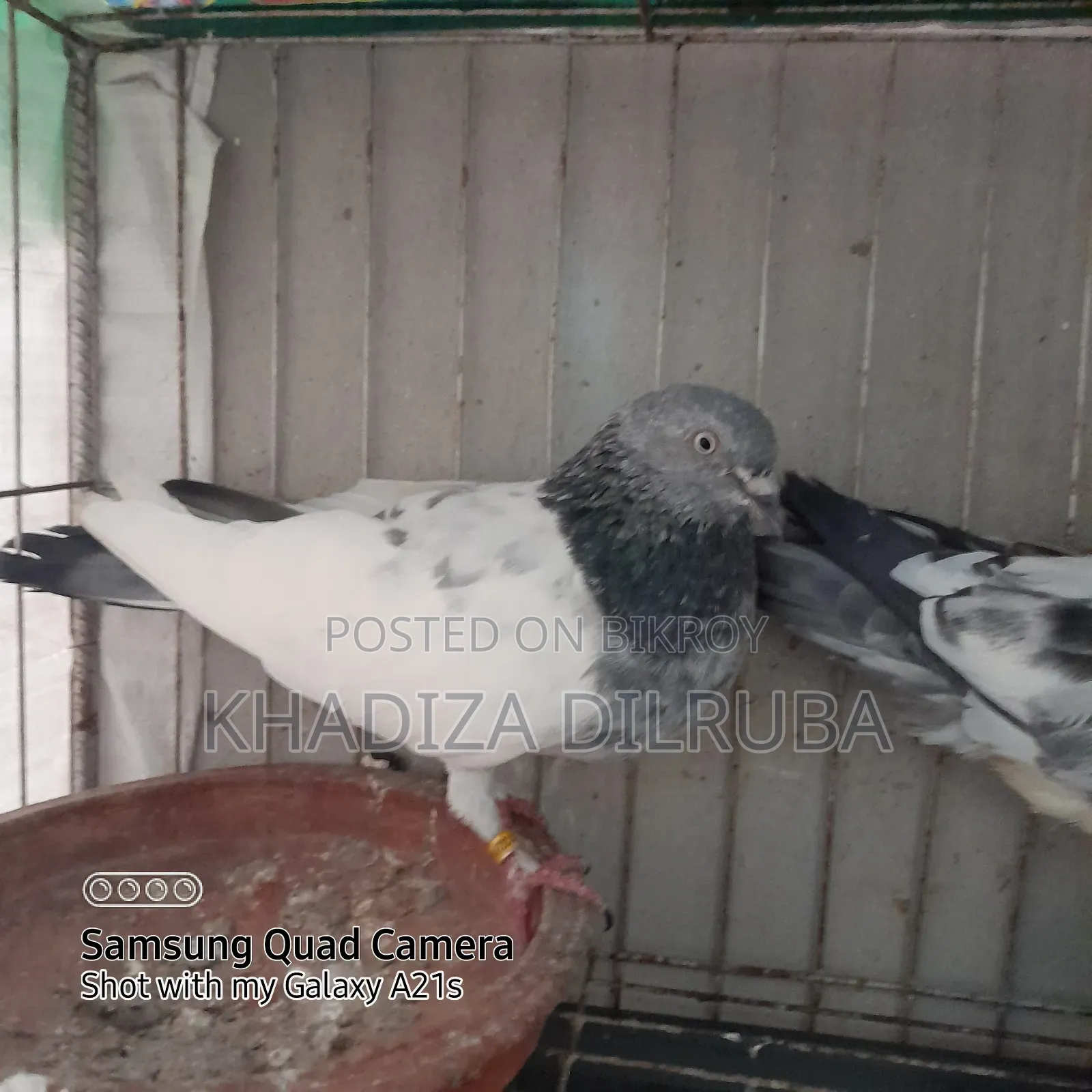 Original Giribaz Pigeon