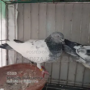 Original Giribaz Pigeon