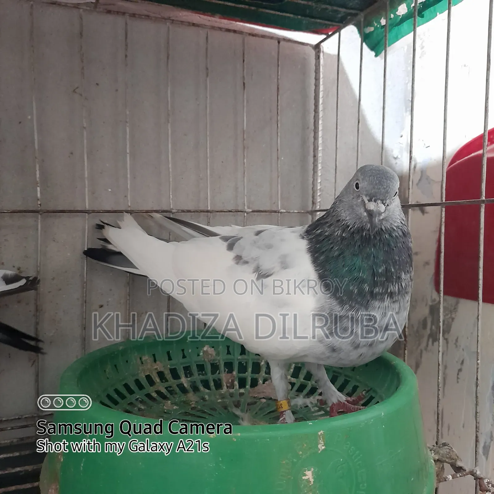 Original Giribaz Pigeon