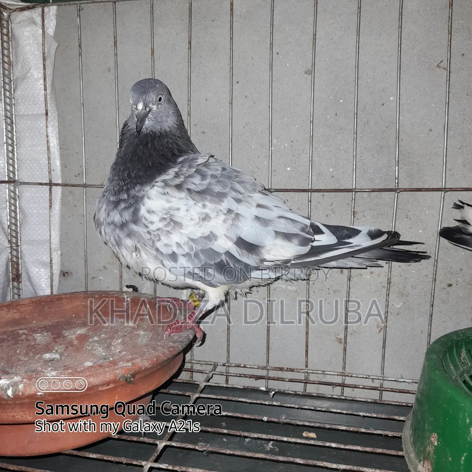 Original Giribaz Pigeon