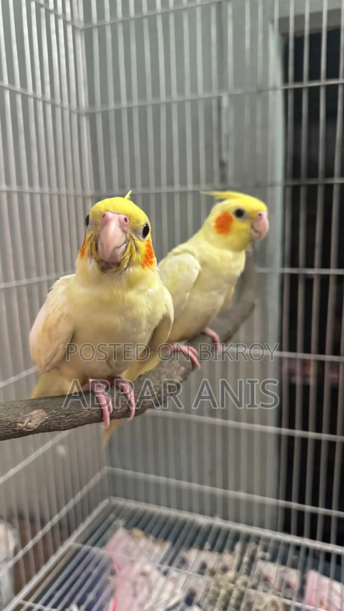 Tamed Lutino Pearl Cockatiel Selffeed Baby Pair
