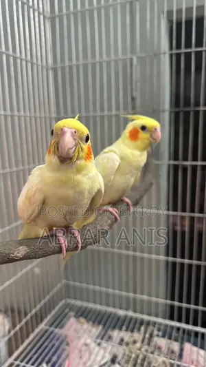 Tamed Lutino Pearl Cockatiel Selffeed Baby Pair