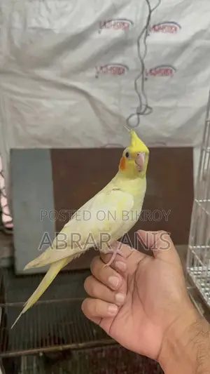 Tamed Lutino Pearl Cockatiel Selffeed Baby Pair