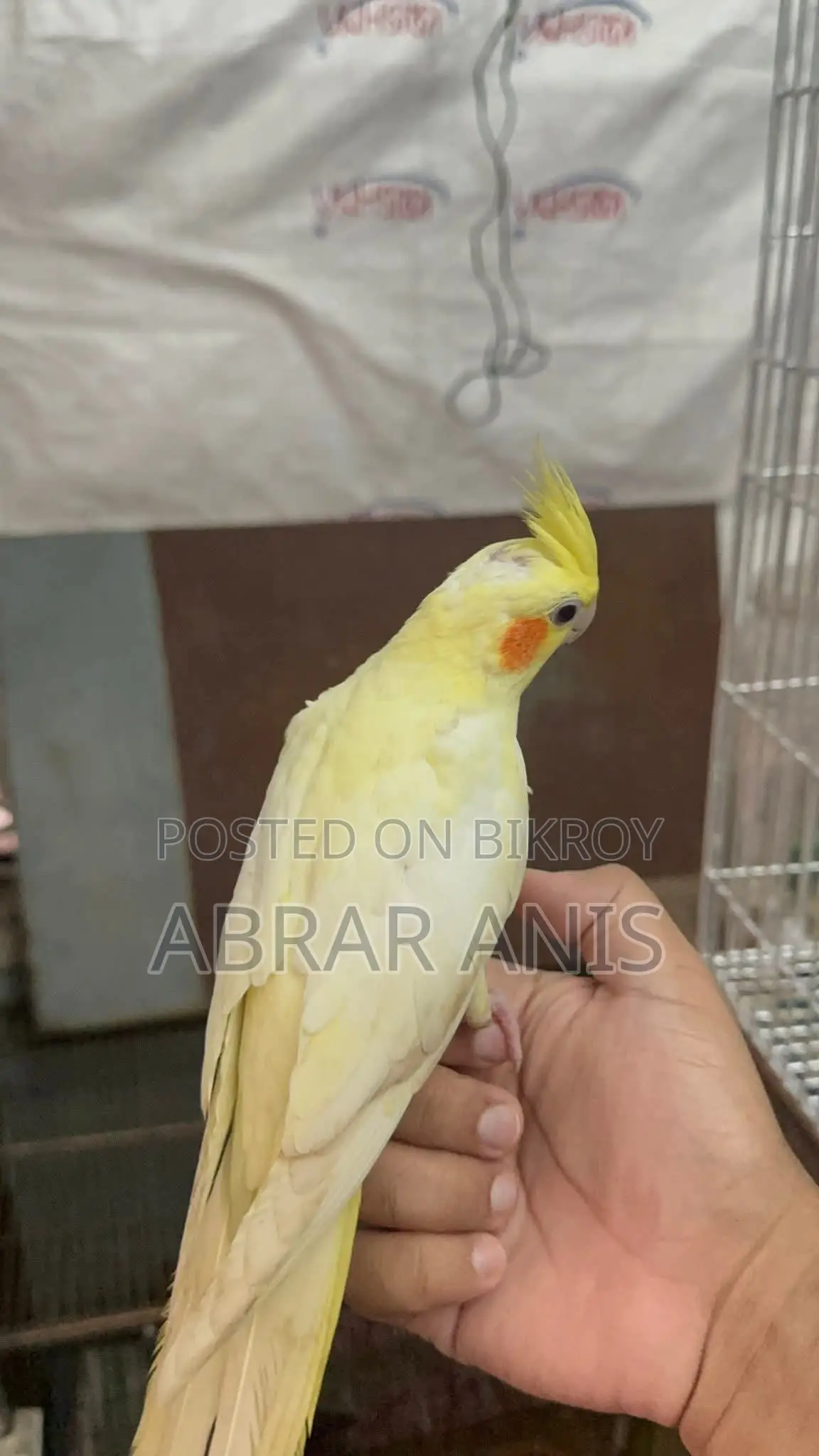 Tamed Lutino Pearl Cockatiel Selffeed Baby Pair