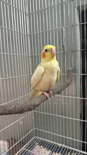 Tamed Lutino Pearl Cockatiel Selffeed Baby Pair